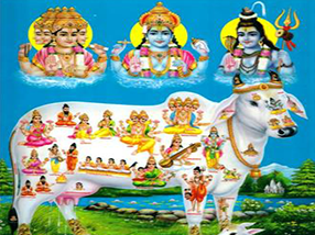 puja Gow Mata Prayers image astrologer Ramji usa